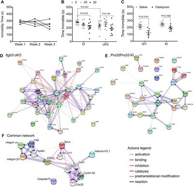 Integrin αVβ3 Function Influences Citalopram Immobility Behavior in the Tail Suspension Test